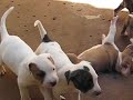Filhotes da Pandora e Chico