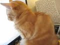 Groggy Kittens Love Wikipedia
