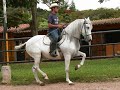 caballos pre el picadero