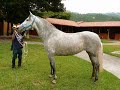 caballos pre el picadero
