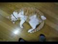 大股開き～＆ｸﾞﾆｬｸﾞﾆｬ～！な猫の｢のりお｣