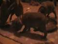 videos de Weimaraner puppies Cherry x King 20081203 Day 37