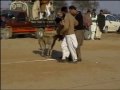 Rabbit Race Chakwal Parhal Pinwal2006