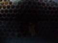 bees at 3.5G