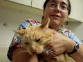 Marquette County Humane Society-Captain Morgan needs help