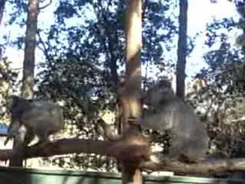 Koala fight