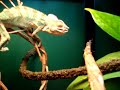 Lizard Feeding