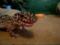 Lizard Feeding