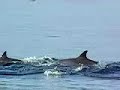 Dolphins at Lovina Beach 2006, Bali Indonesia