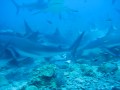 March 19-Roatan 102.AVI
