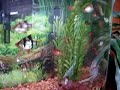 Mini \"Piranhas\" FEEDING FRENZY!!!