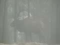 Elk 2
