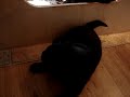 lab puppies