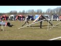 Emsi @ final agility DKK Viby 08