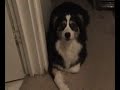The Unseen Pets (Including the rabbit)