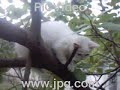 Chico Tree