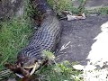 Cobra engolindo sapo parte 2 Cobra engolindo sapo parte 2