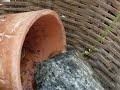 Paddan �ter en fluga