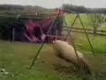 Baran i huśtawka
