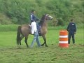 3ra  COMPETENCIA EQUITACION POLICIACA  FASE SENSORIA FURA