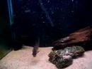 Armatus, Monster Dat & Distichodus Armatus, Monster Dat & Distichodus