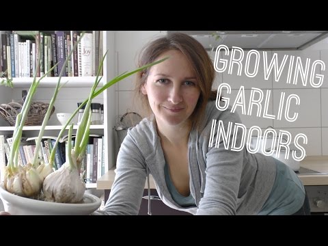 how to grow garlic indoors