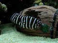 ZEBRA MORAY EEL