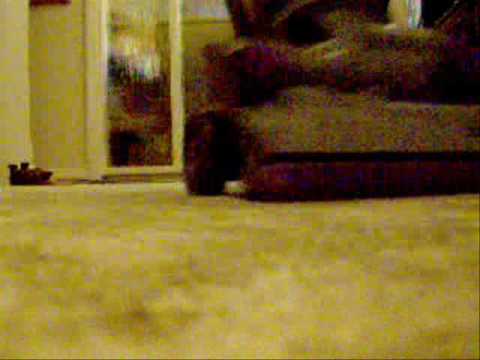 how to change a belt on a dyson dc04 zorbster