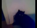 Le chat musical