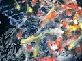 KOI VILLAGE: It keeps you \ KOI VILLAGE: It keeps you \
