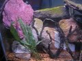 my aquarium update 7/18/08
