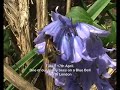 check out http://www.urbanbees.co.uk
bee collecting nectar and pollen from a bluebell flower