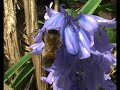 check out http://www.urbanbees.co.uk
bee collecting nectar and pollen from a bluebell flower