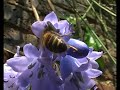 check out http://www.urbanbees.co.uk
bee collecting nectar and pollen from a bluebell flower