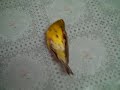 mirad a mi canario haciendose el muerto