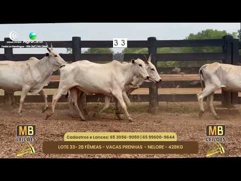 519 LEILO VIRTUAL MB LEILES