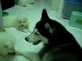 Husky and samoyed baby