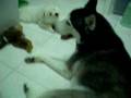 Husky and samoyed baby