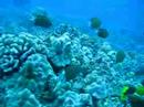 Agile Chromis