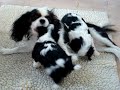 Pinck Pups 1-28-08