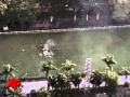 Raw Video: Helicopter Crash Caught on Tape