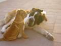 Bruno and Doug play fight. St  Bernard Vs Shar pei