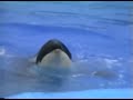 Orkid & Corky Shamu Show 1990