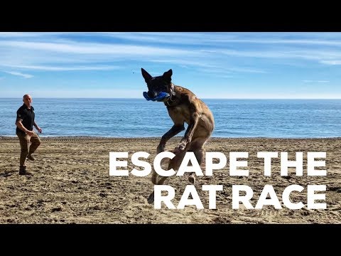 video-linktoworks-Life's too short.... Become a dog trainer today! Link...