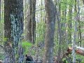 Real Outdoors TV / Turkey Hunting / Double Time \"Part 2\"