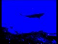 krill.minima - nautica