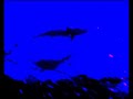 krill.minima - nautica