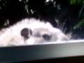 Groundhog At My Window