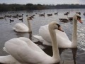 Pennington Flash