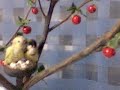 # 4 Petit pommier miniature de (12 pouces) fait � la main